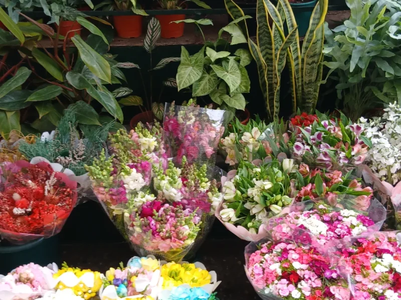 Plantas y Flores del Valle